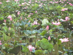 Image of sacred lotus