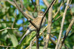 صورة Emberiza leucocephalos Gmelin & SG 1771