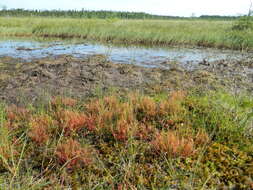 Image of slenderleaf sundew