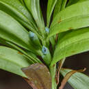 Podocarpus oleifolius D. Don resmi