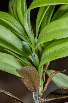 صورة Podocarpus oleifolius D. Don