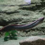 Image of South American lungfishes