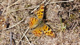 Image of Comma