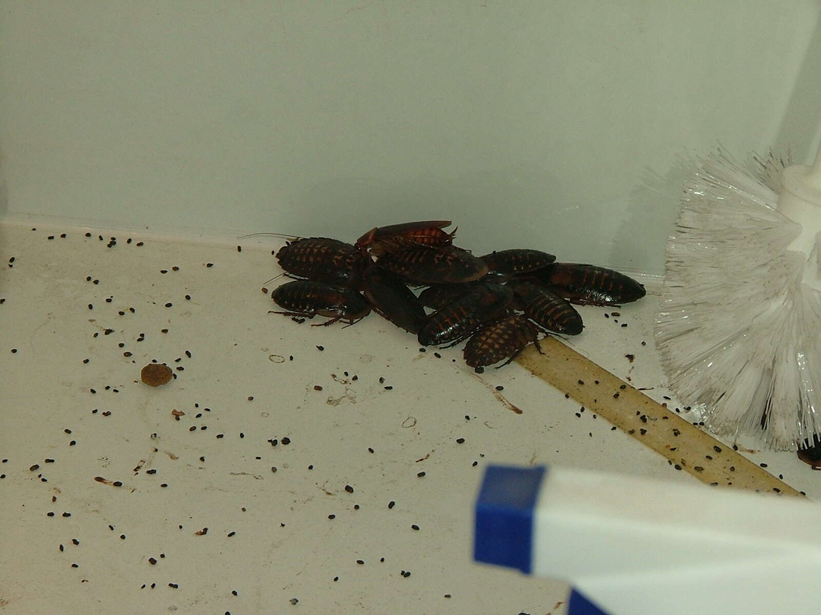 Image of american cockroach, ship cockroach