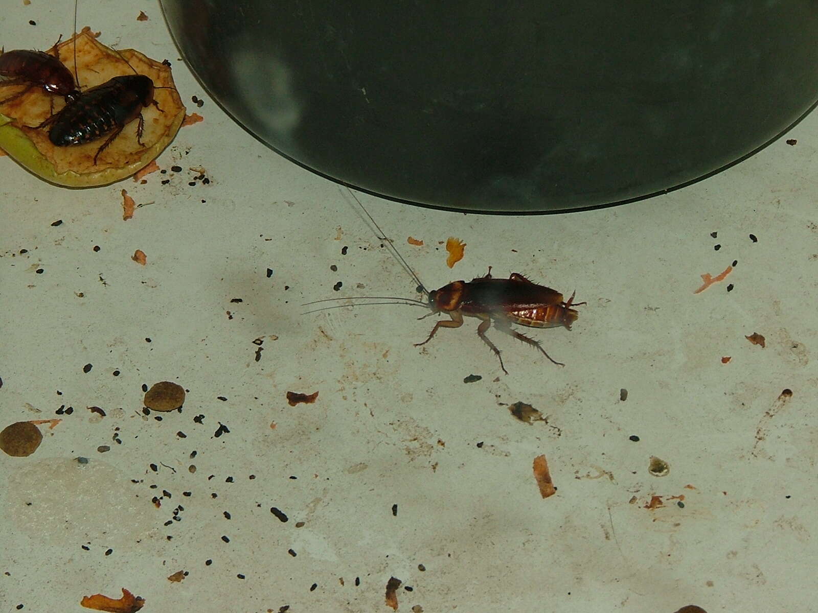 Image of american cockroach, ship cockroach