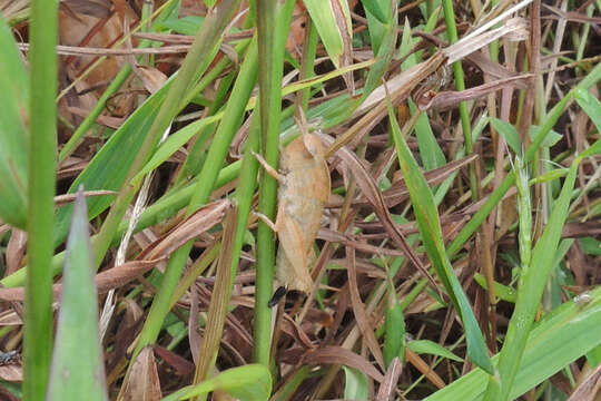 Image of Green-striped Grasshopper