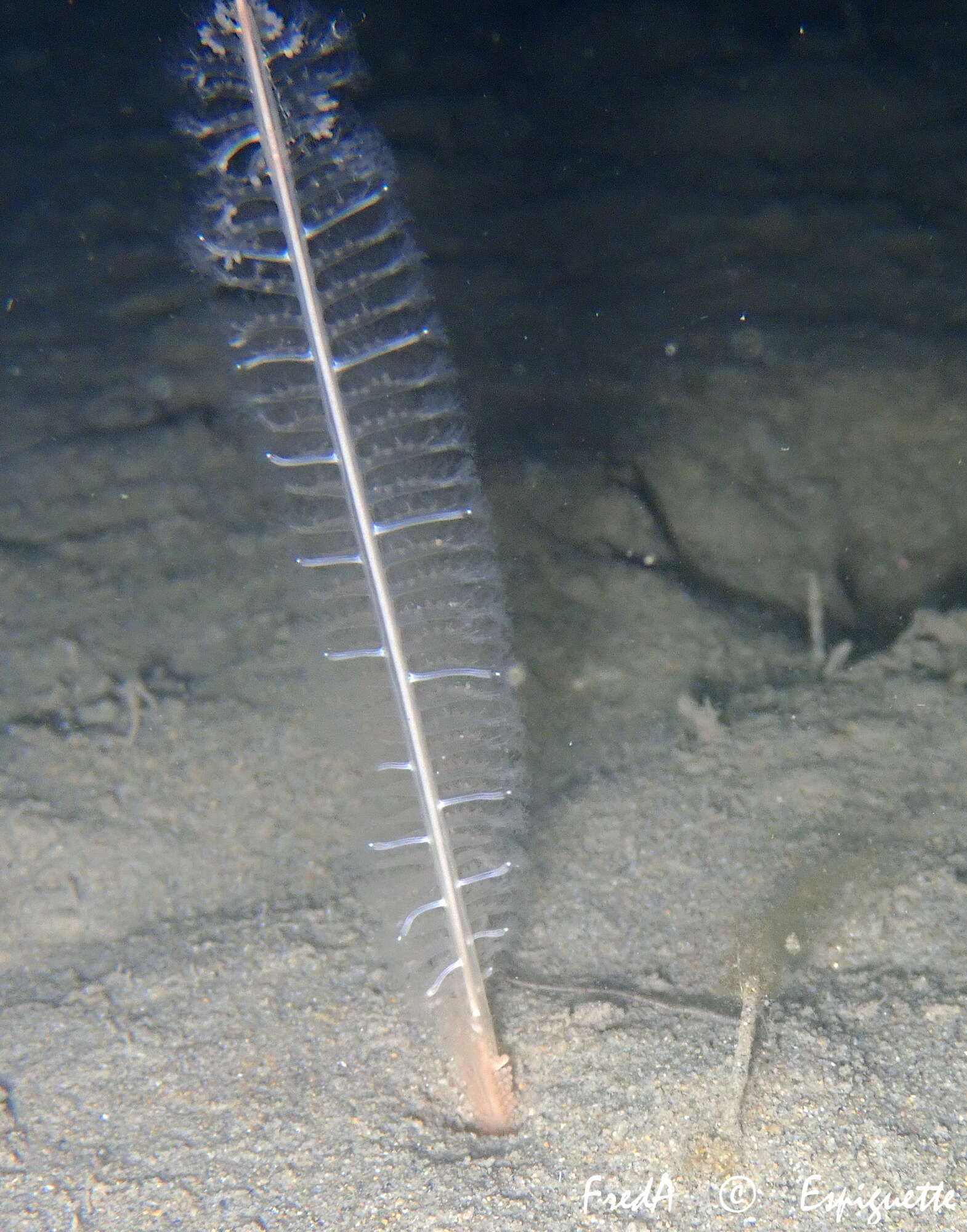 Image of common sea pen