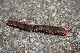 Image of Bearded Fireworm