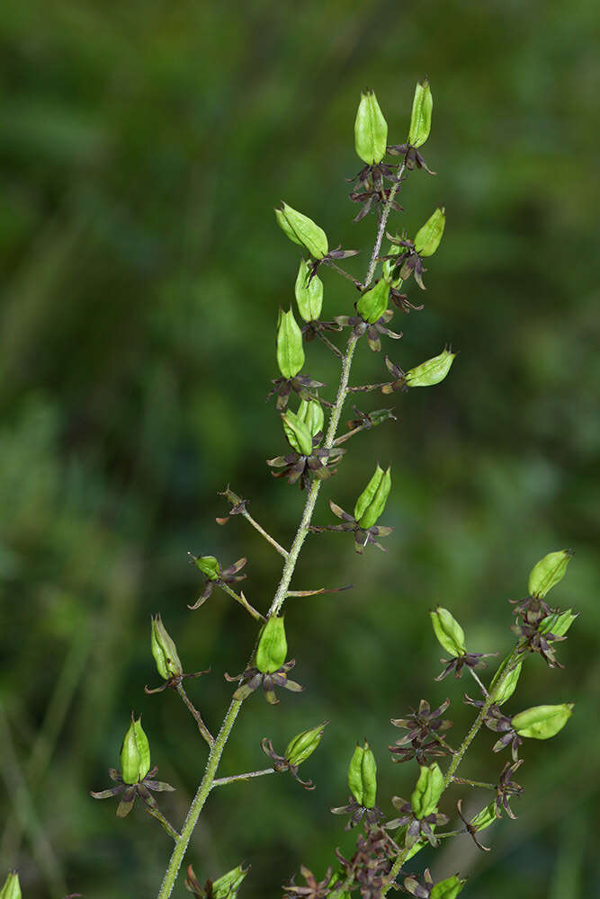 Image of Veratrum maackii Regel