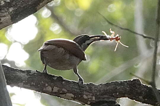 Image of Magnificent Riflebird