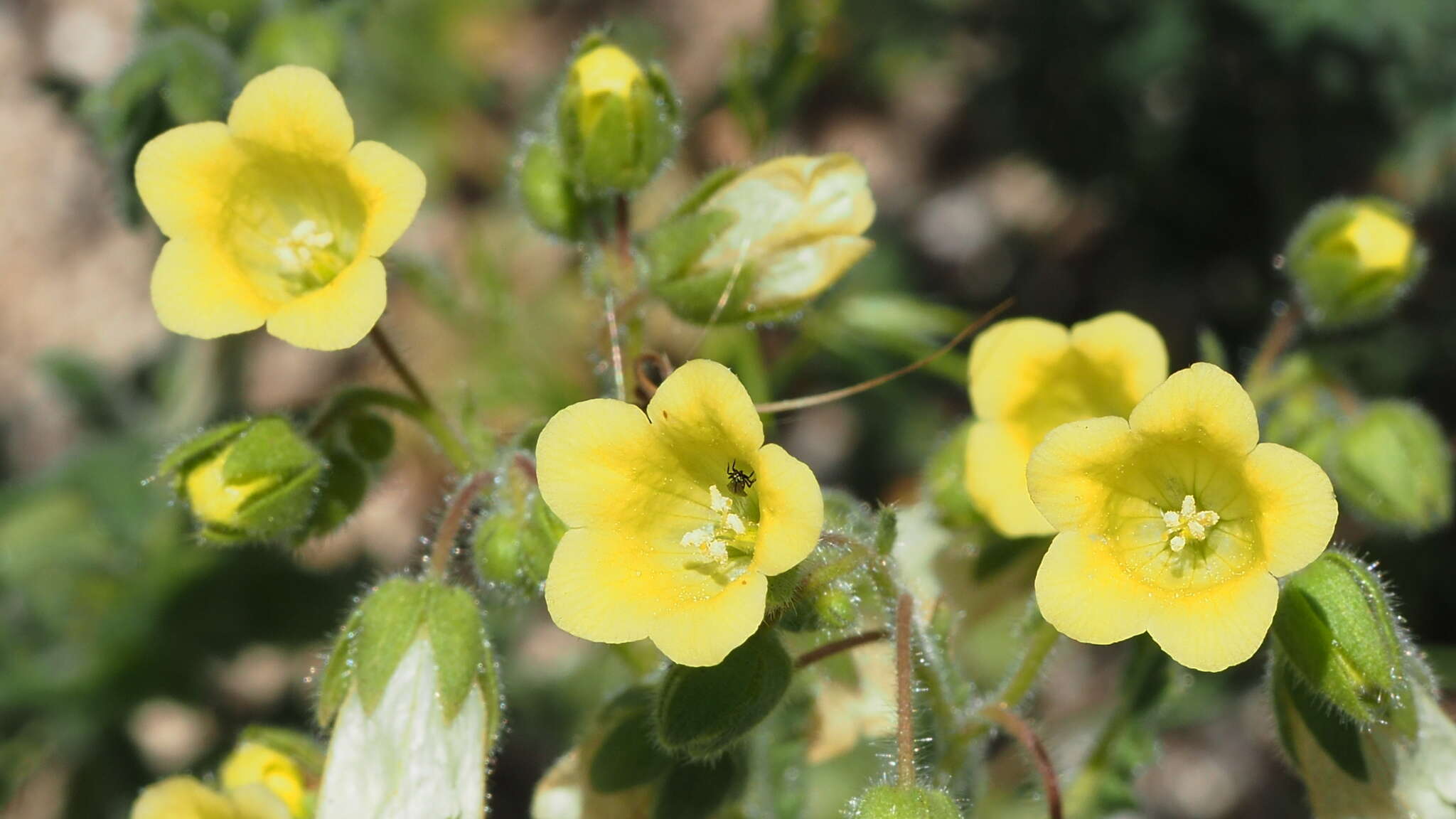 Plancia ëd Emmenanthe penduliflora var. penduliflora