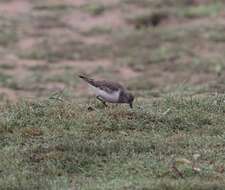 Image of Temminck's Stint