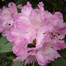 Image of Rhododendron smirnowii Trautv.