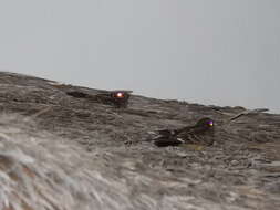 Image of Madagascan Nightjar