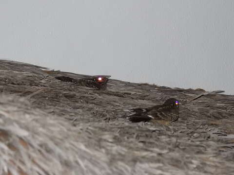 Image of Madagascan Nightjar