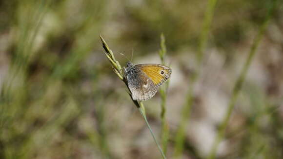 Image of small heath