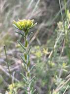 Image of Leionema diosmeum (A. Juss.) Paul G. Wilson