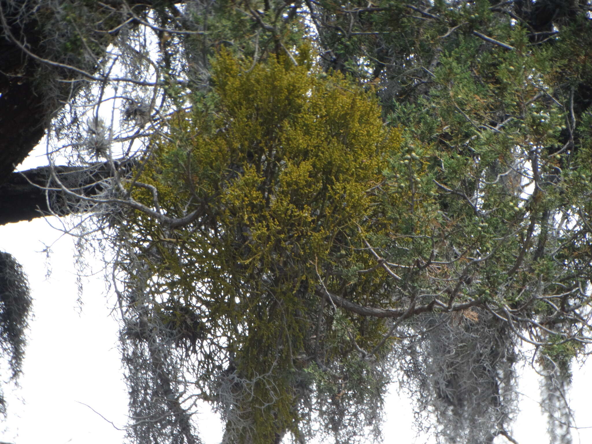 Слика од Phoradendron minutifolium Urb.