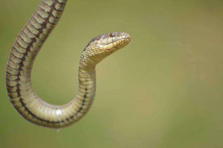 Plancia ëd Thamnophis melanogaster (Peters 1864)