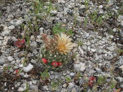 Image of Escobaria missouriensis var. similis (Engelm.) N. P. Taylor