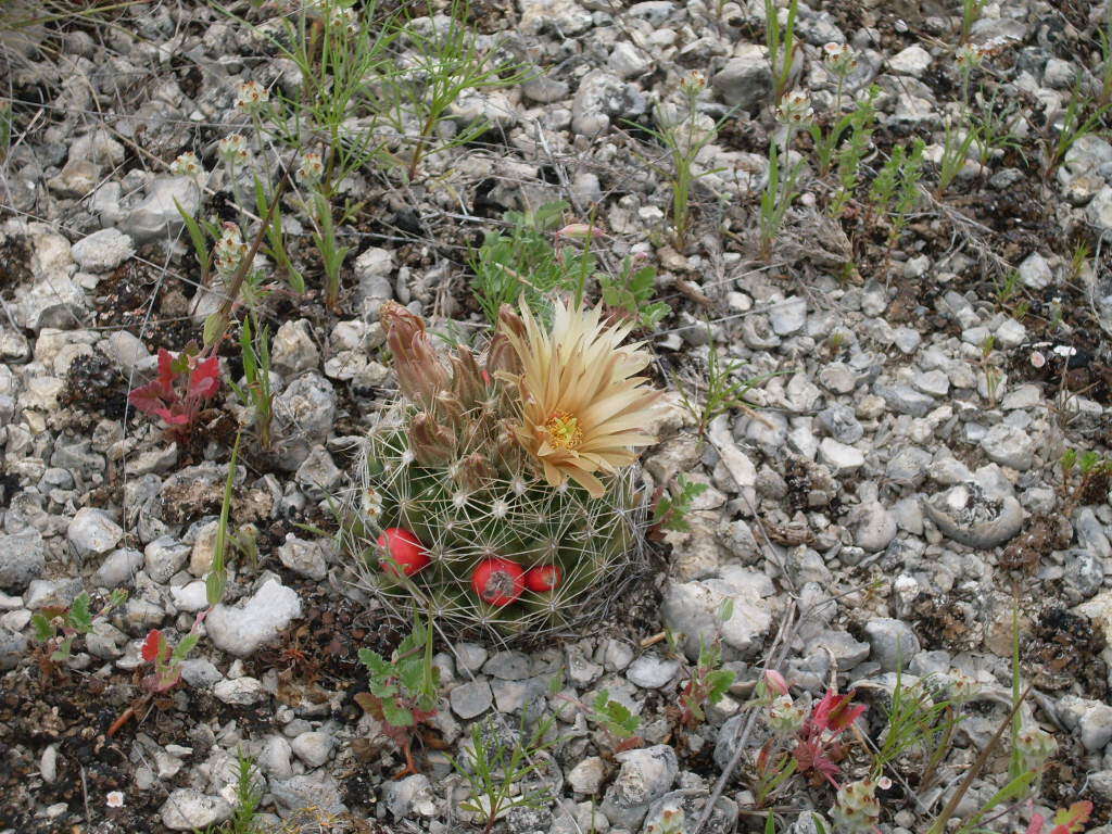 Image of Escobaria missouriensis var. similis (Engelm.) N. P. Taylor