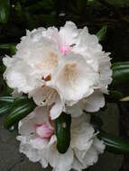 Imagem de Rhododendron degronianum Carr.