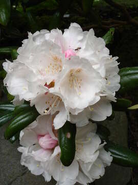 Image of Rhododendron degronianum Carr.