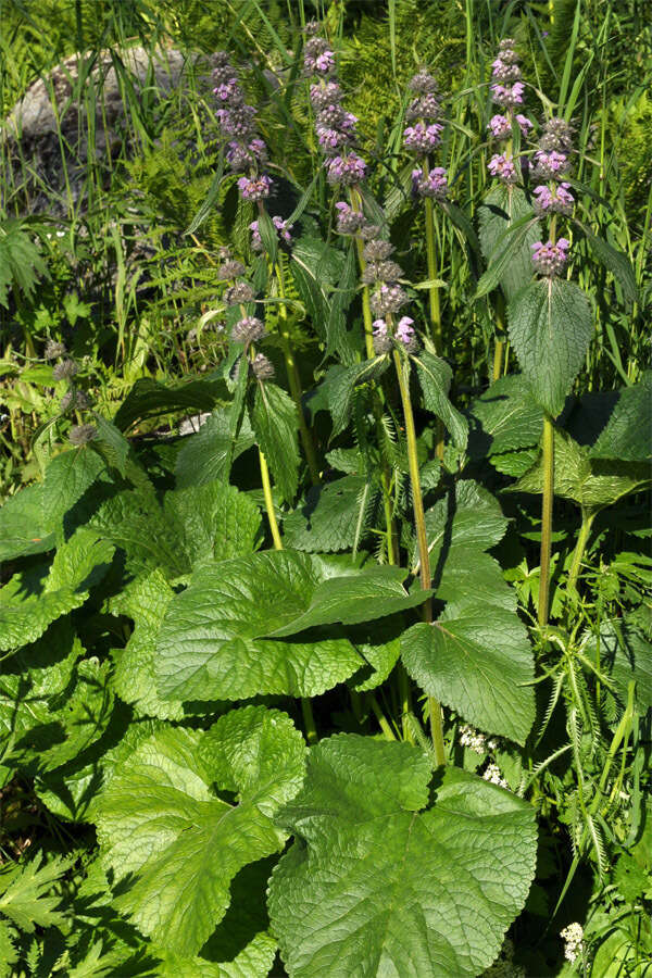 Image of Phlomoides alpina (Pall.) Adylov, Kamelin & Makhm.