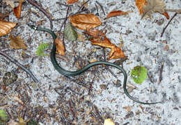 Image of Grass Snake