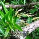 Imagem de Schoenorchis paniculata Blume