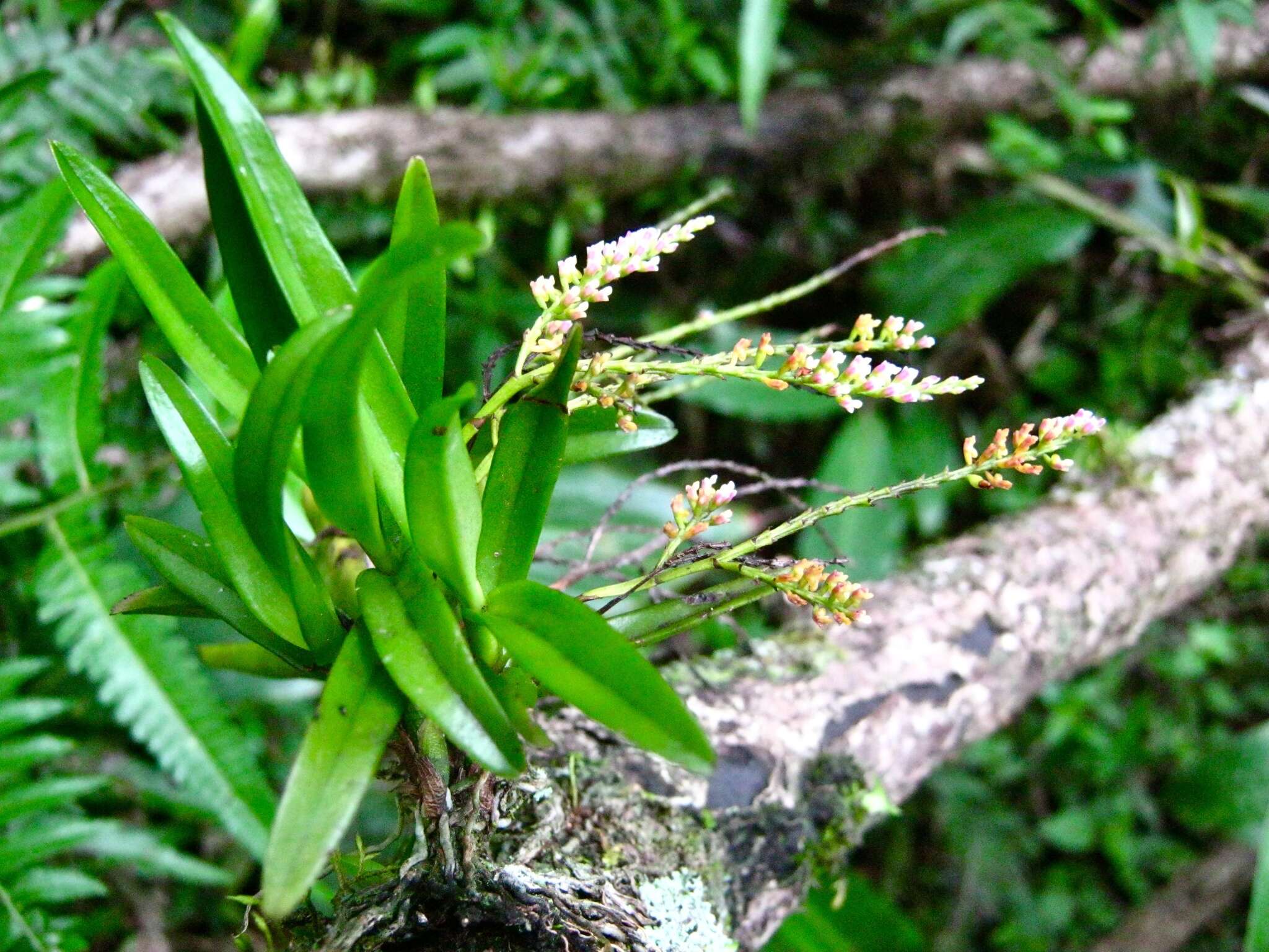 Image of Schoenorchis paniculata Blume