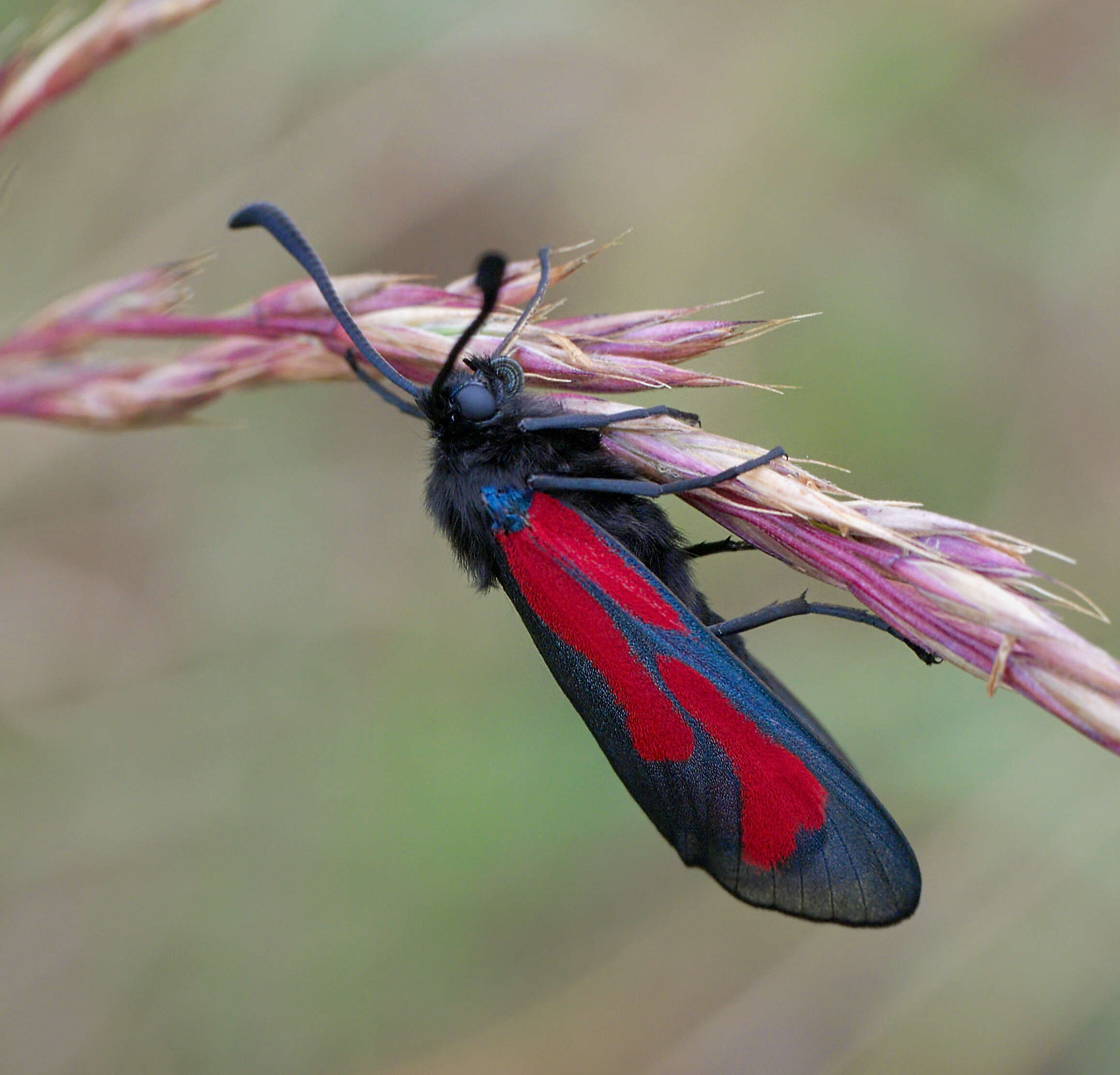 Plancia ëd Zygaena purpuralis Brünnich 1763