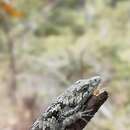 Image of Mixtecan Arboreal Alligator Lizard