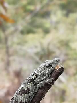 Image of Mixtecan Arboreal Alligator Lizard