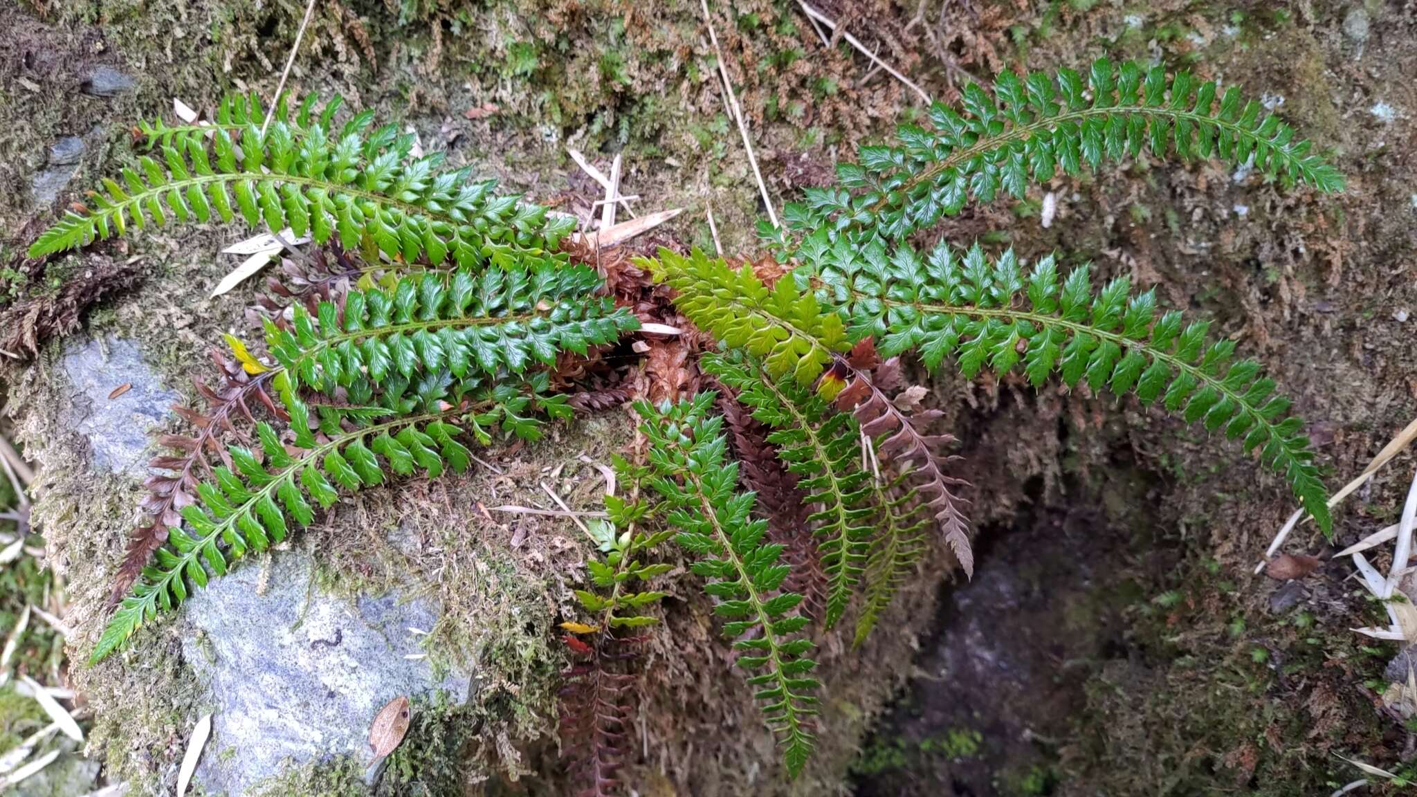 Imagem de Polystichum acanthophyllum (Franch.) Christ