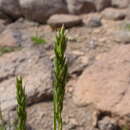 Image de Poa cusickii Vasey