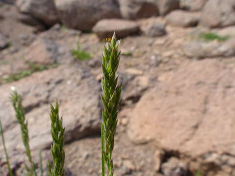 Image de Poa cusickii Vasey