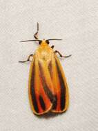 Image of Scarlet-winged Lichen Moth