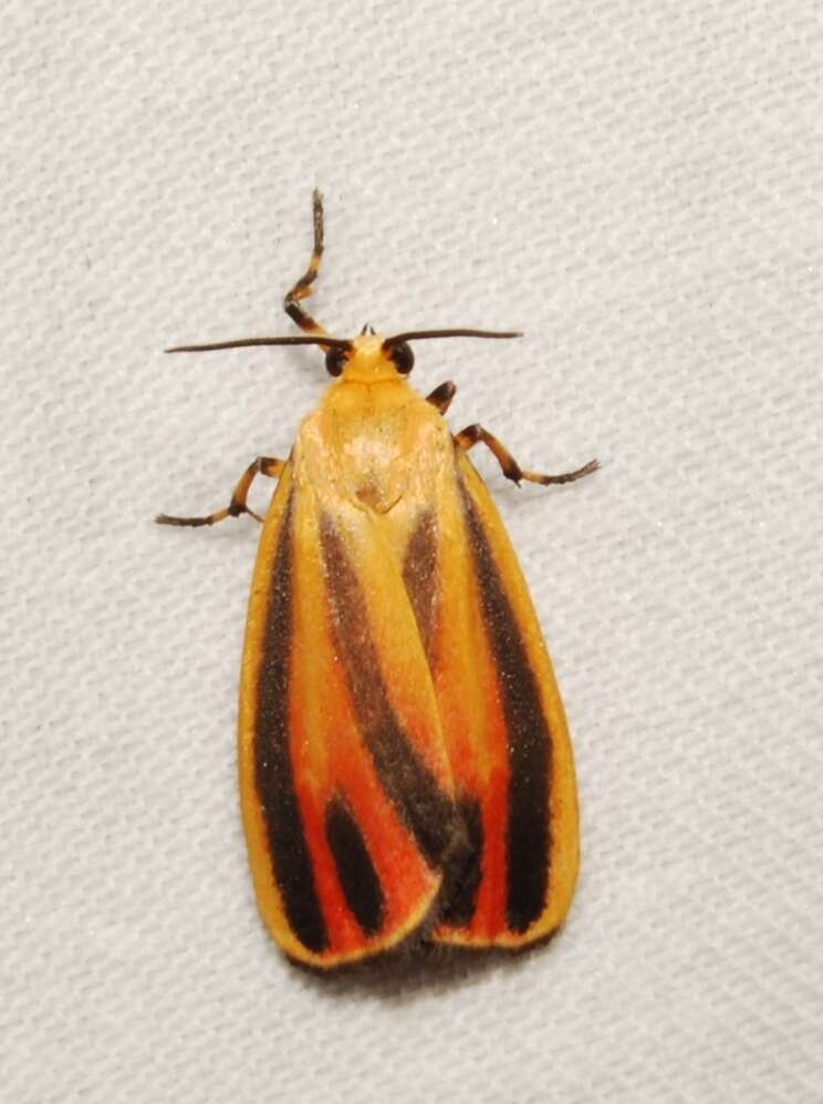 Image of Scarlet-winged Lichen Moth