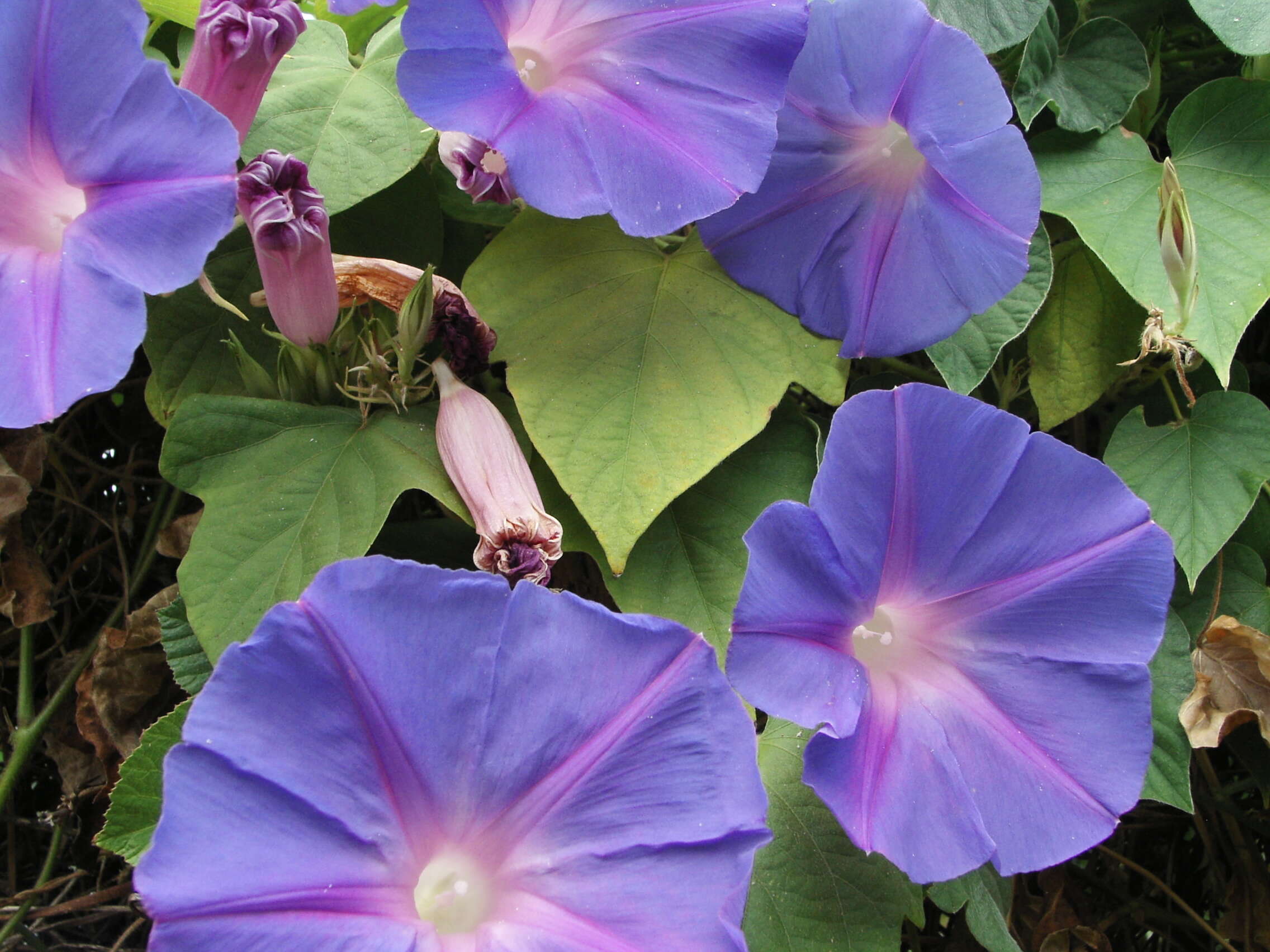 Sivun Ipomoea indica (J. Burman) Merr. kuva