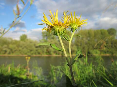 Image of British yellowhead