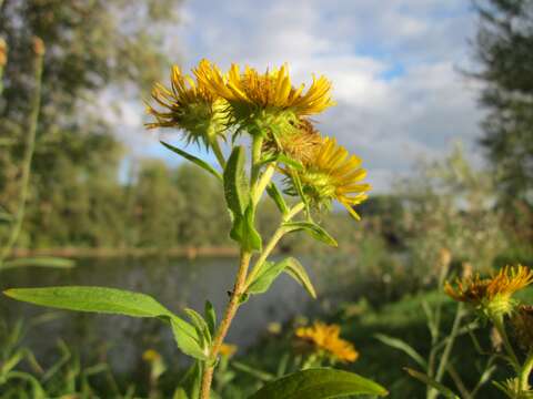 Image of British yellowhead