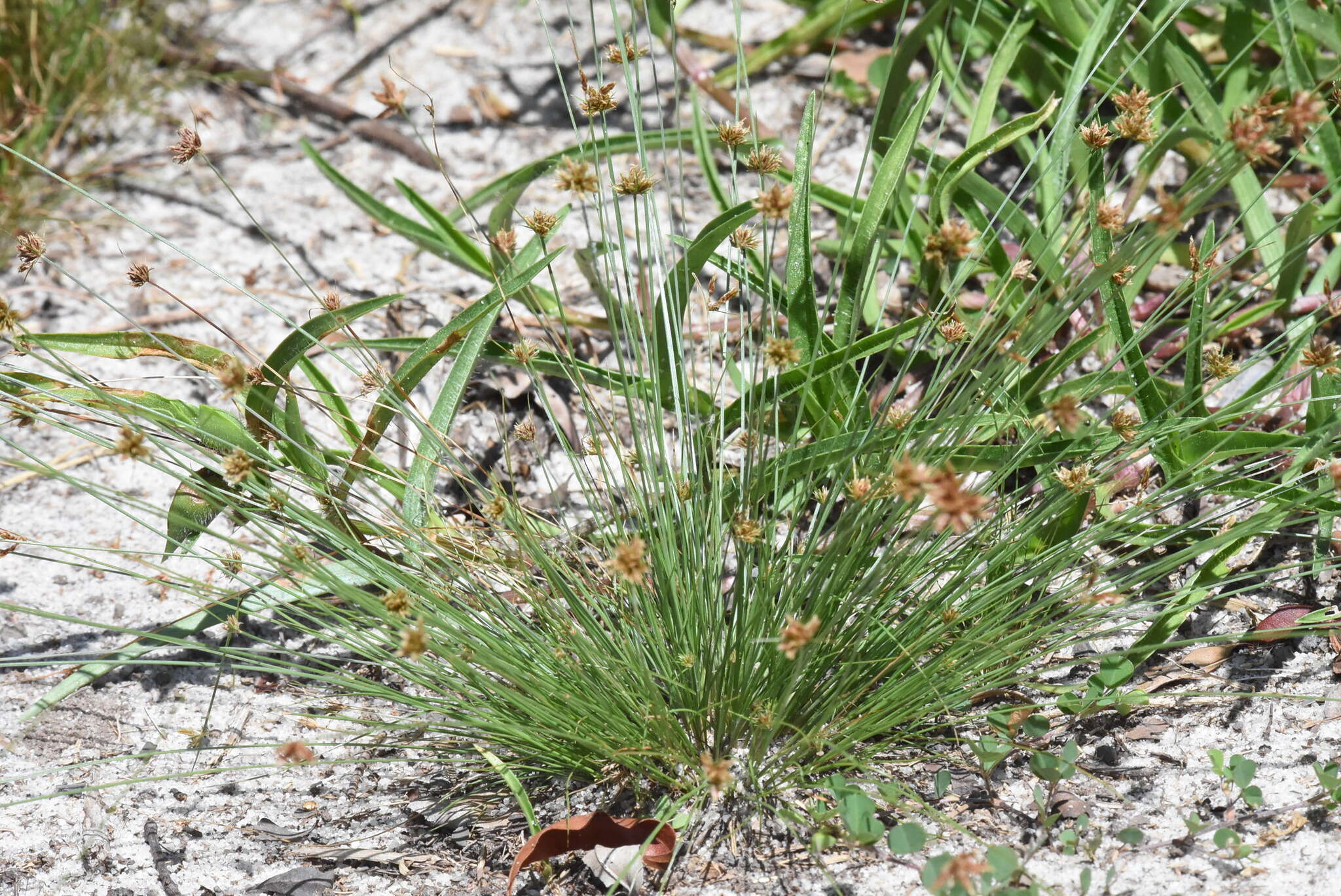 Image of watergrass