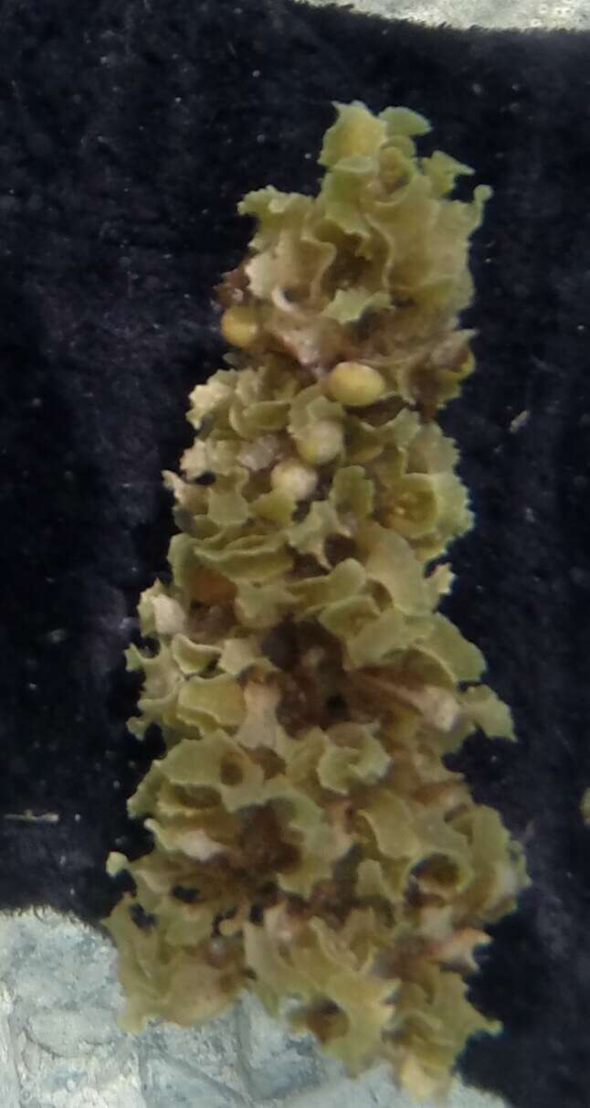 Слика од Sargassum polyceratium