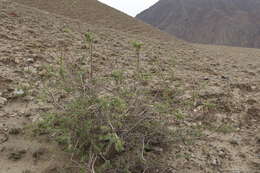 Image of Spiraea lasiocarpa Kar. & Kir.