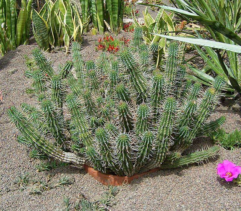 Слика од Euphorbia mammillaris L.