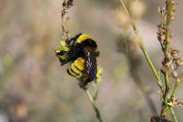 Слика од Bombus zonatus Smith 1854