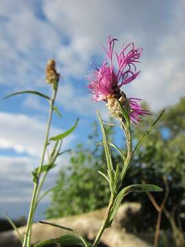 Image of brown knapweed