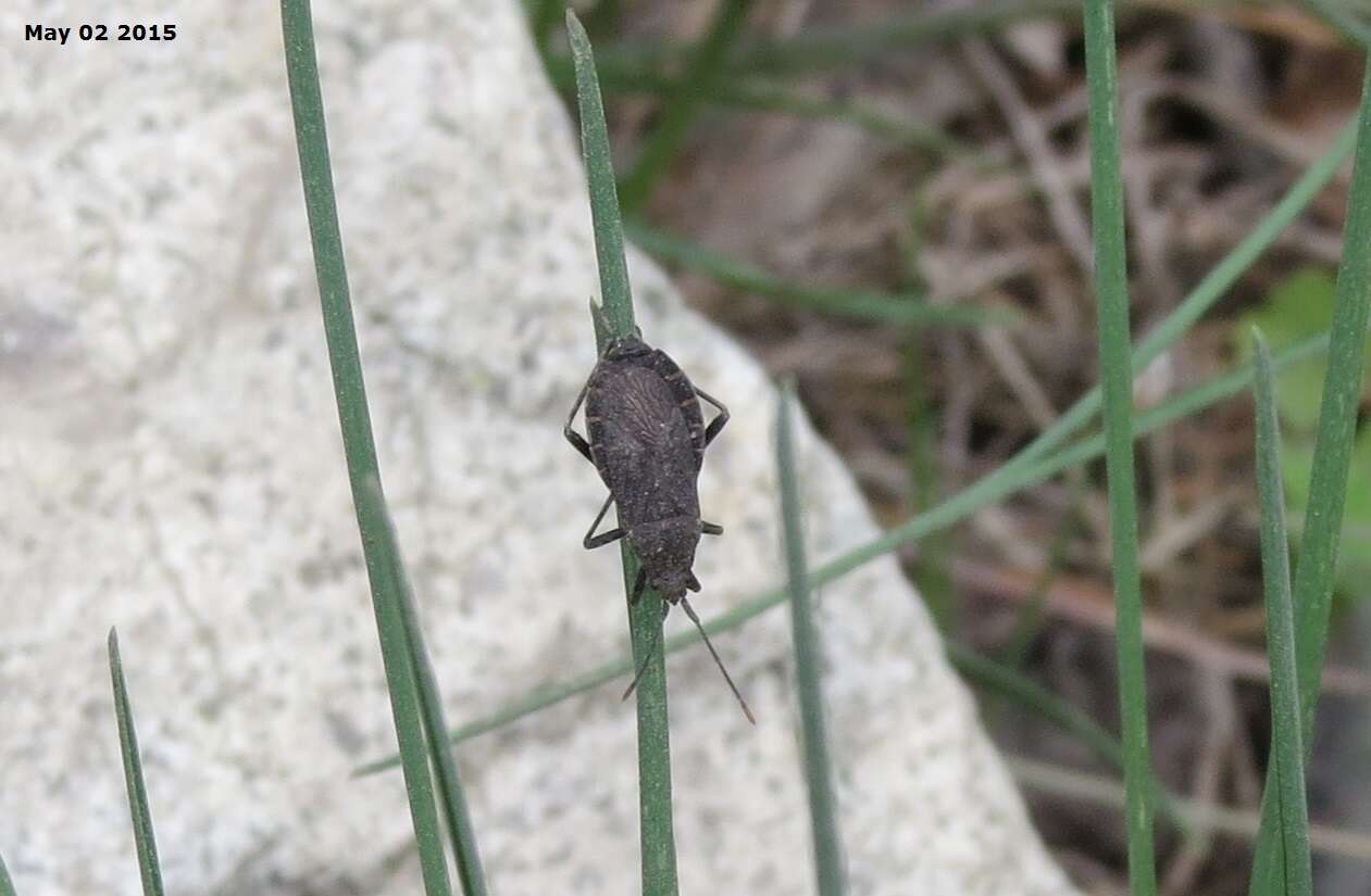 Image of Hygia (Colpura) lativentris (Motschulsky 1866)