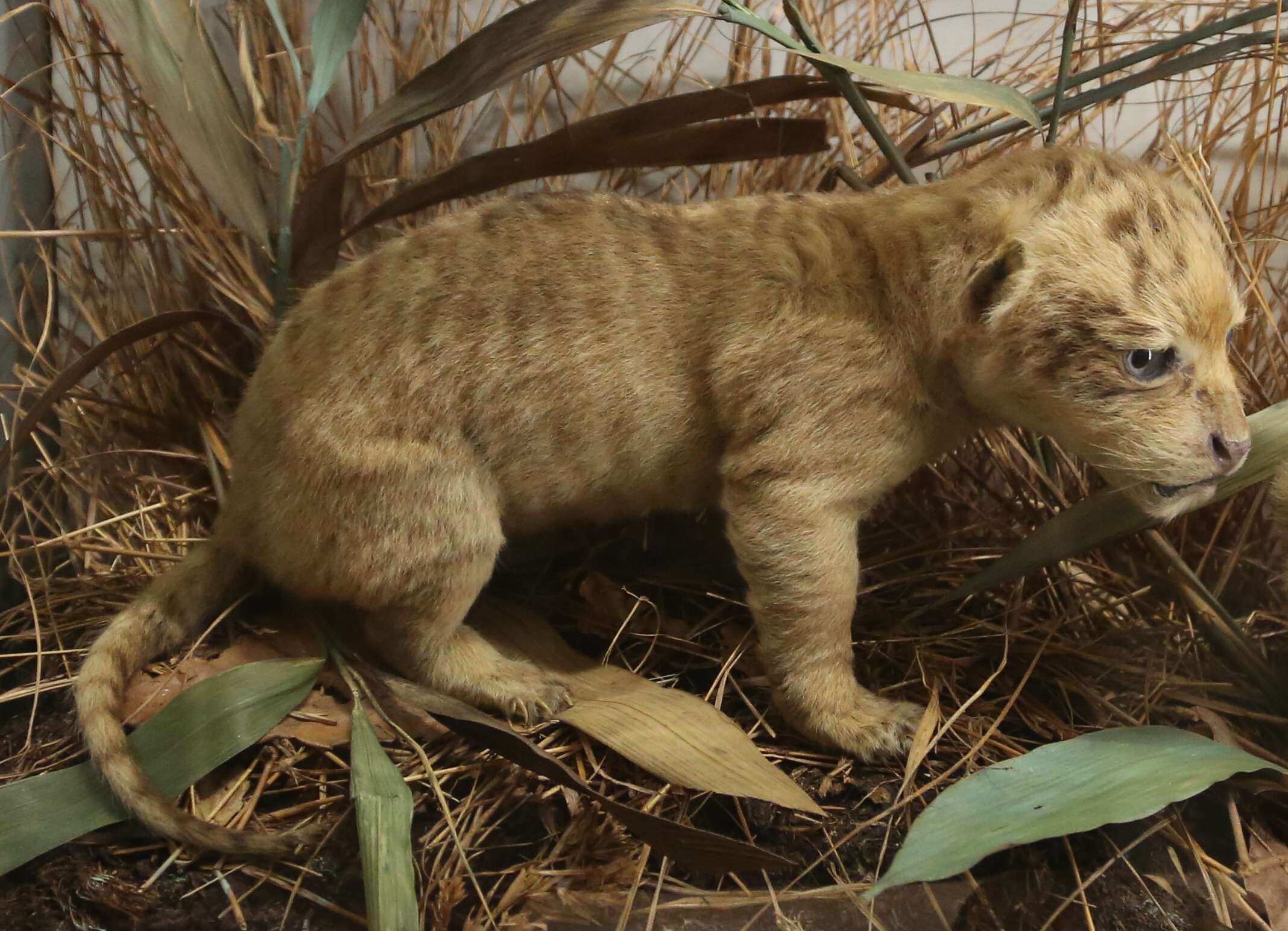 Image of Panthera leo × Panthera tigris